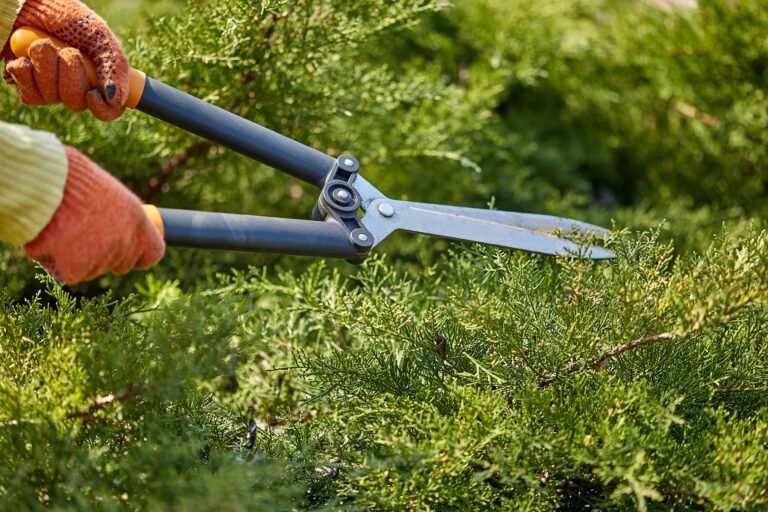 Home hands of gardener in orange gloves are trimming the overgrown green shrub using hedge shears on sunny backyard. worker landscaping garden. close up